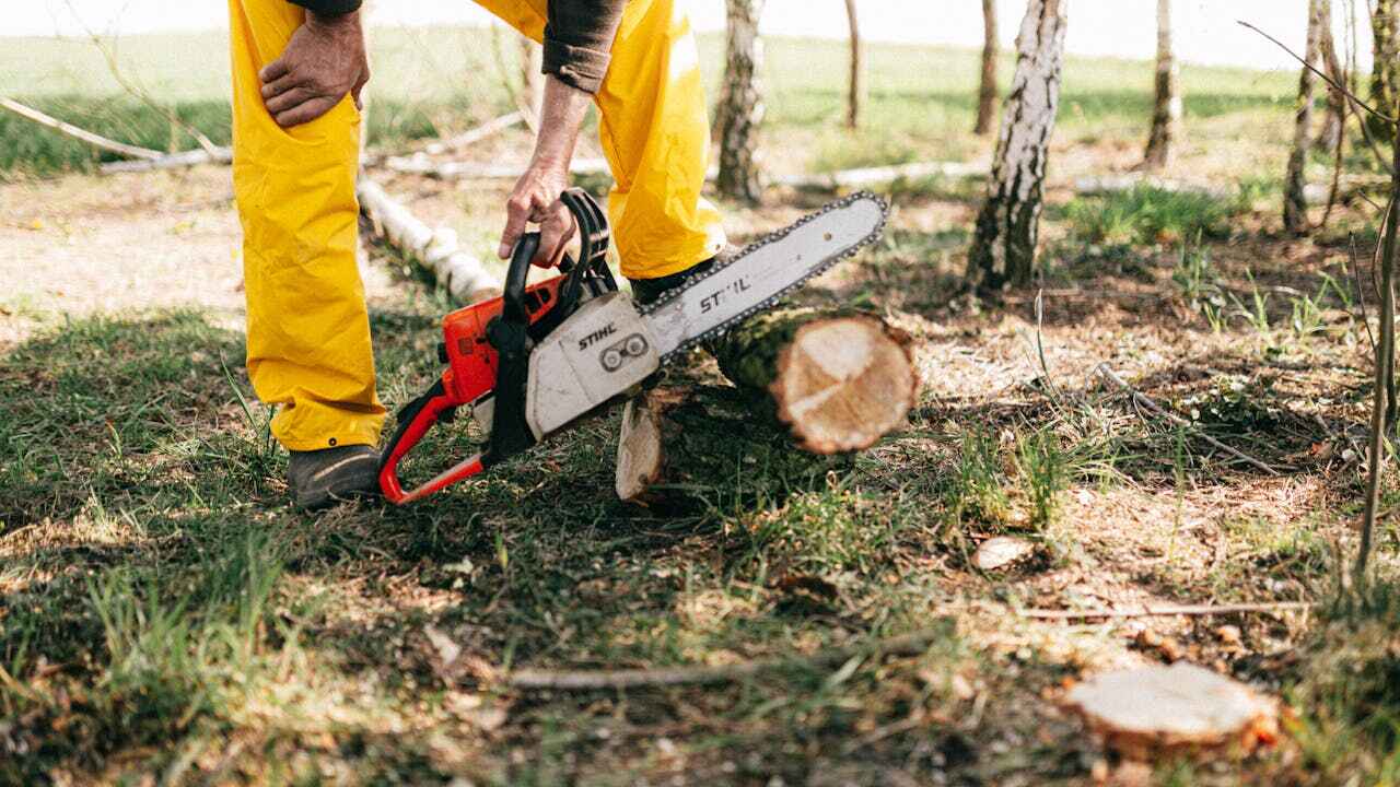 Tree Branch Trimming in Hewitt, TX